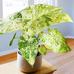 2 Variegated Alocasia Plants Live Houseplant for Indoor Outdoor Growing, 4 to 8 Inches Tall, Rare and Hardy