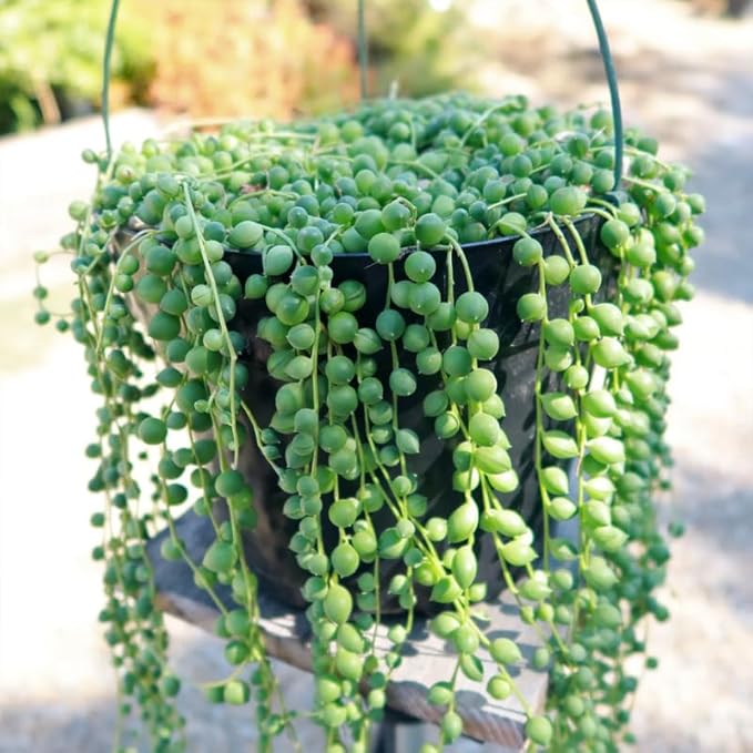 String of Pearls Plant Live, Rare Succulent Trailing Vine in Pot, Indoor Houseplant