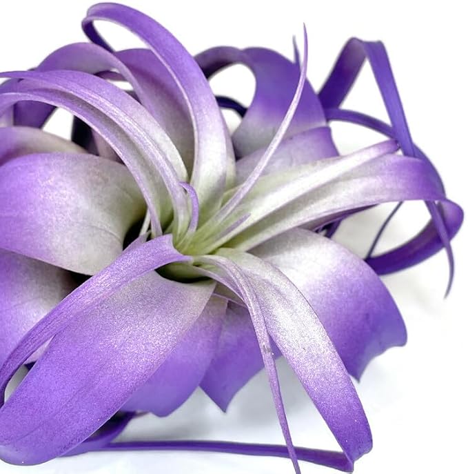 XL Xerographica Colored Air Plant, Live Tillandsia House Plant, Easy Care Indoor Outdoor, Great Gift, Healthy Arrival Guaranteed (Purple)