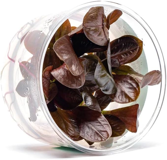 Ultum Nature Systems Echinodorus Reni Sword Tissue Culture Live Plant for Aquarium, Freshwater Fish Tank, Aquascaping - 100% Snail Free in Vitro