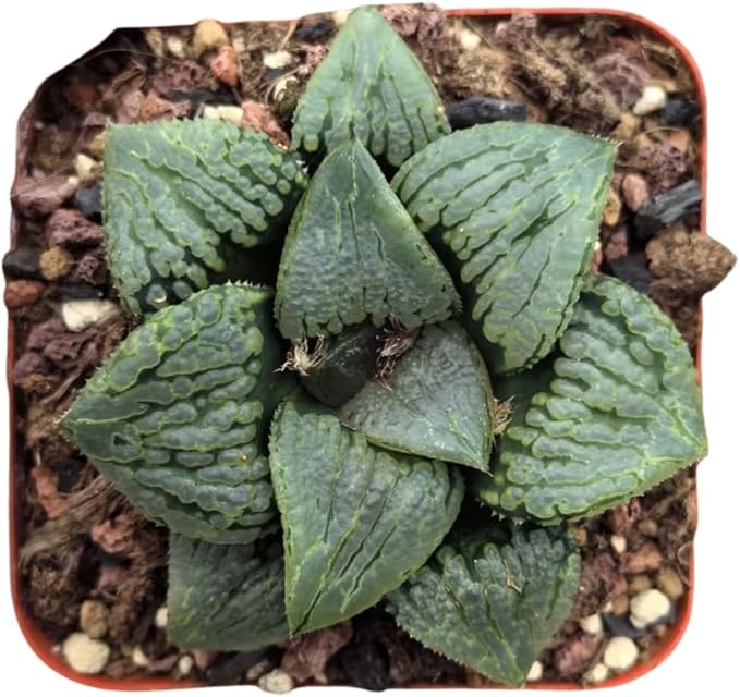 Haworthia Comptoniana Hybrid ‘Marilyn’ – Rare Succulent Plant – Unique Windowed Rosette – Live Indoor Plant – Easy Care – 2-Inch Nursery Pot – by 1am Succulents