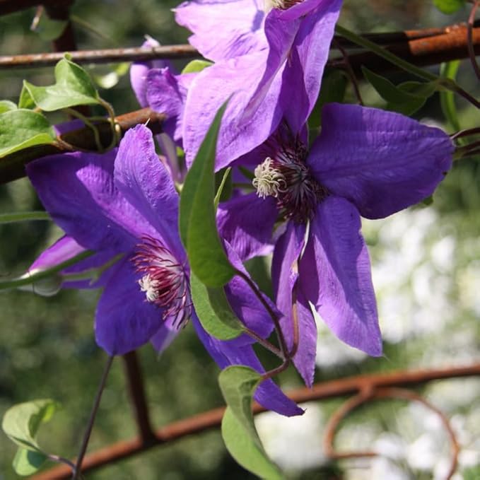 Clematis Vine Plant, Clematis Vine Plants Live in 2.5 Inch Pot, Perennial Climbing Clematis Plants Live for Outdoor Garden (Light Purple Flowers)