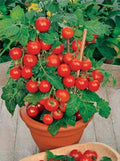 Seeds Indoor Tomato Dwarf in Pot Red Early Heirloom Vegetable for Planting Non GMO