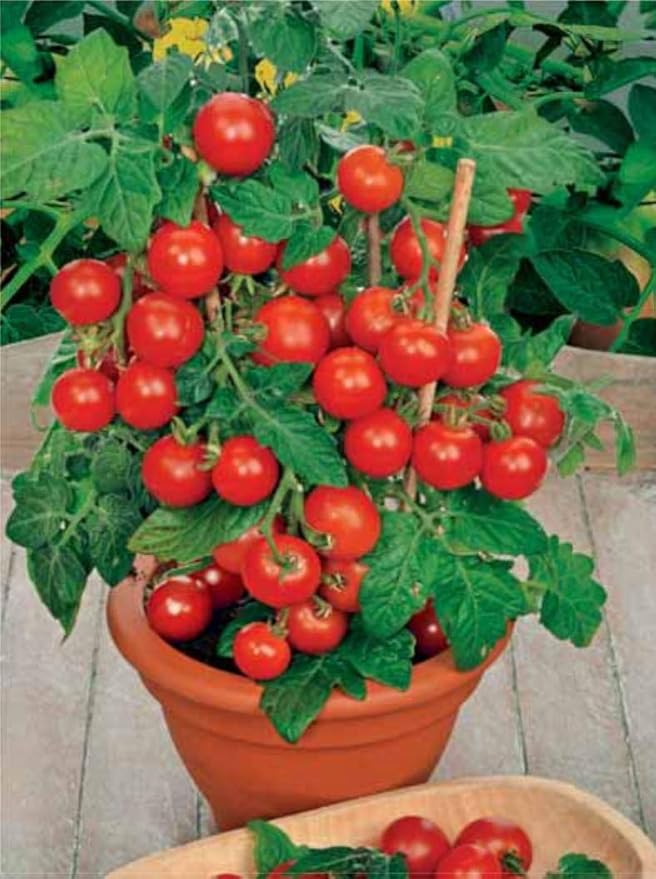 Seeds Indoor Tomato Dwarf in Pot Red Early Heirloom Vegetable for Planting Non GMO