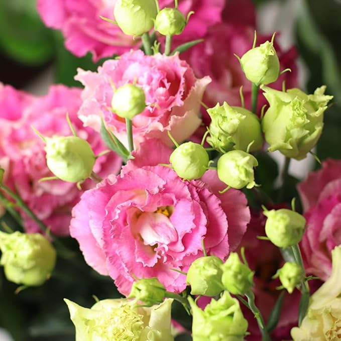 Eustoma Lisianthus Plant Live, Lisianthus Flowers Well Rooted Plug 2-3 Inch Height, Lisianthus Thornless Roses Seedling (Pink Lisianthus)