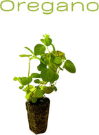 5 Live Herb Plants Seedling Plug Size –Thyme, Sage, Oregano, Peppermint & Rosemary | Ready-to-Plant Garden Starter Plugs (Not Potted)