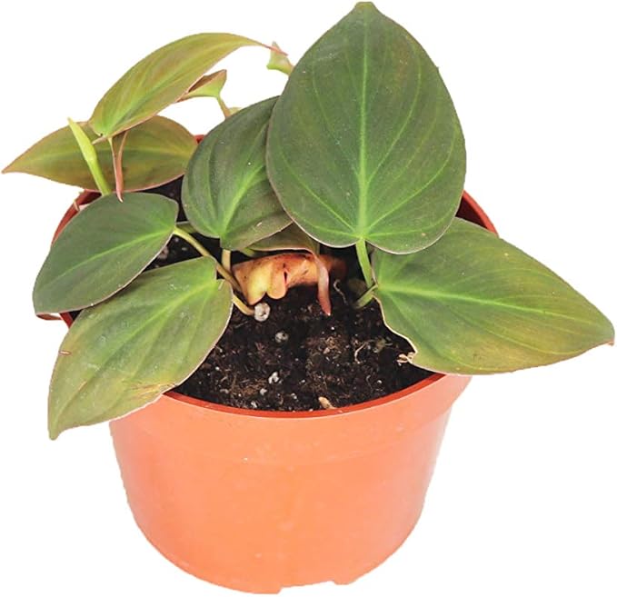 Philodendron Micans 4" from California Tropicals
