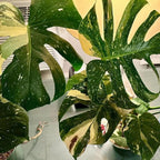 Rare Monstera Plant, Variegated Monstera Live Plant, Live Monstera Plant 3 Inches Height Bareroot for Indoor Planting