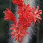 Rare Monkey Tail Cactus Live Plant – 7-9 Inch Succulent for Indoor & Outdoor, Unique Trailing Live Succulent, Ideal Gift for Plant Lovers