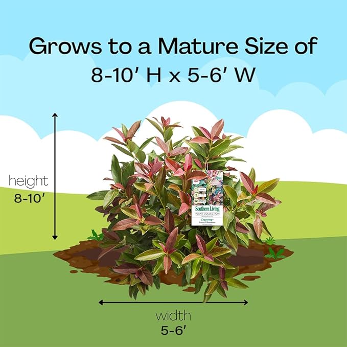 Southern Living 2 Gal. Copper Top Viburnum Shrub