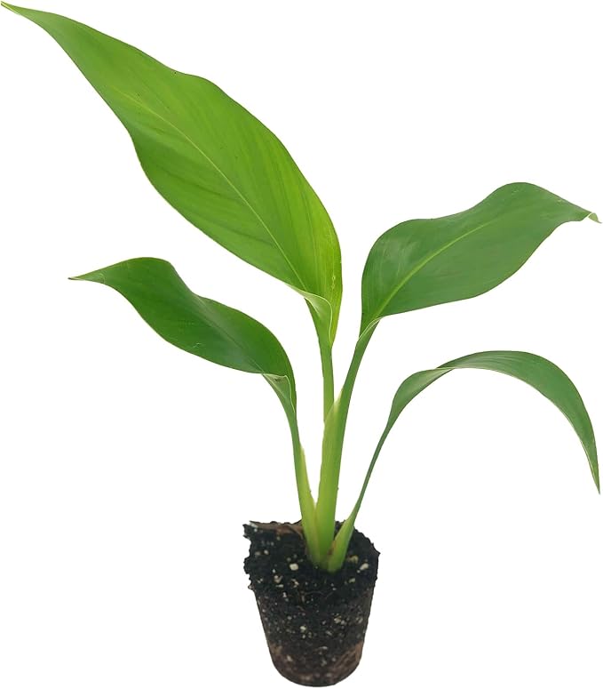 Live White Birds of Paradise Plant - 'White Birds of Paradise' Strelitzia nicolai - ragnaroc Tropical Plant 6-10” Tall - 1ct - Live Arrival Guaranteed - House Plants for Home Decor & Gift