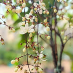 Climbing Jasmine Flower Seeds for Planting, 100 Jasminum Sambac Seeds, Perennial Flower Plants, Non-GMO Heirloom Climbing Jasmine Seed for Home Garden, Balcony, Vertical Garden Decor