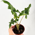 Alocasia Jacklyn Live Plant – Alocasia Jacklyn Corm Rooted Cutting – Rare Elephant Ear Indoor Tropical House Plants Gifts – Easy Care Starter Plant for Collectors, Outdoor Garden (Heat Pack Included)