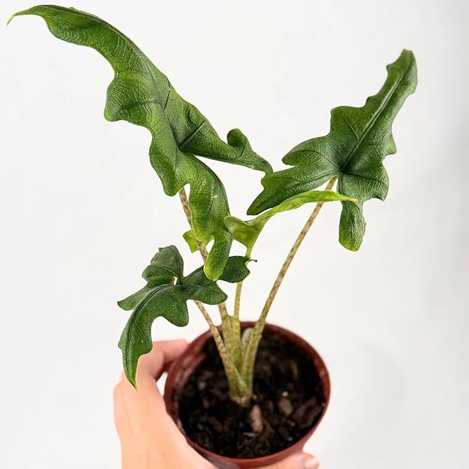 Alocasia Jacklyn Live Plant – Alocasia Jacklyn Corm Rooted Cutting – Rare Elephant Ear Indoor Tropical House Plants Gifts – Easy Care Starter Plant for Collectors, Outdoor Garden (Heat Pack Included)