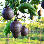 'Possum Purple' Passion Fruit Plants (4 Pack) – Live Starter Vines for Planting, Ideal for Trellises and Arbors, Producing Delicious Aromatic Fruits