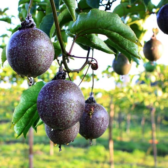 'Possum Purple' Passion Fruit Plants (4 Pack) – Live Starter Vines for Planting, Ideal for Trellises and Arbors, Producing Delicious Aromatic Fruits