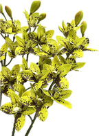4pcs Artificial Cymbidium Orchid Flower Plant 3D Print Vanda 10 Heads Latex Phalaenopsis Flower (Black Green)