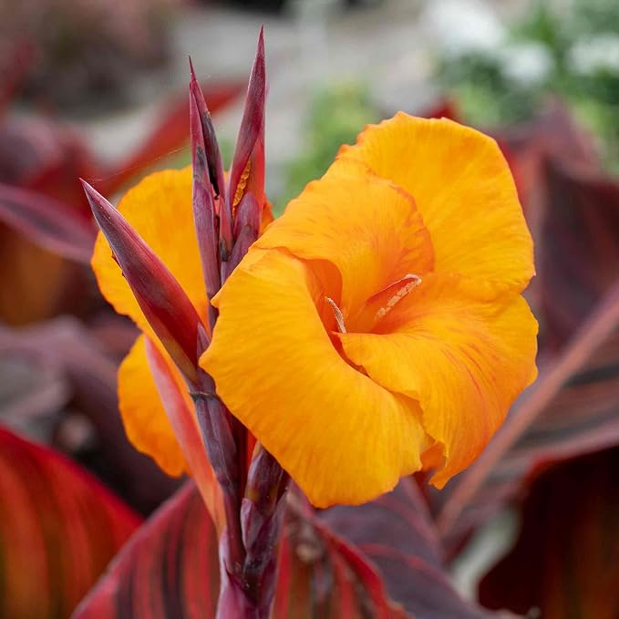 10 Tropicana Canna Lily Seeds - Exotic Foliage Perennial Flower for Home Garden Yard Planting