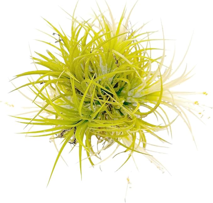 ragnaroc Air Plants - Tillandsia Ionantha Druid Ball, Jumbo 6-9" - 1ct - Live Arrival Guaranteed - House Plants for Home Decor & Gift