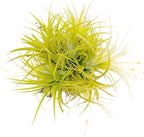 ragnaroc Air Plants - Tillandsia Ionantha Druid Ball, Jumbo 6-9" - 1ct - Live Arrival Guaranteed - House Plants for Home Decor & Gift
