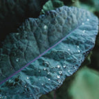 Set of 2 Live Blue Kale Plants, Edible Kale Vegetable Plant, 4 Inch Pot, for Planting
