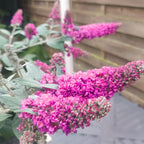 Pink Butterfly Bush Live Shrub Plant Shrub, Buddleia Bush Well Rooted, 5 to 10 Inc Tall