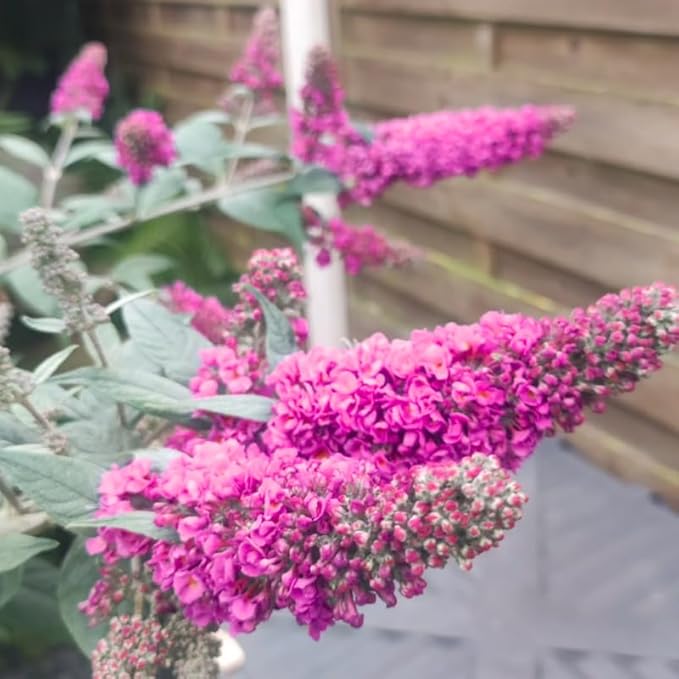 Pink Butterfly Bush Live Shrub Plant Shrub, Buddleia Bush Well Rooted, 5 to 10 Inc Tall