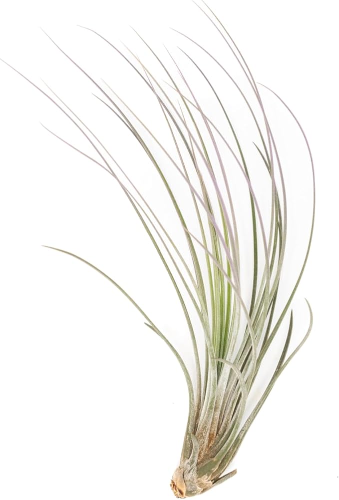 Lavender Colorful Tillandsia Air Plants - Long Lasting Color Enhanced Live Tillandsia Succulent House Plants - Home and Garden Decor - Easy Care Indoor and Outdoor Plants