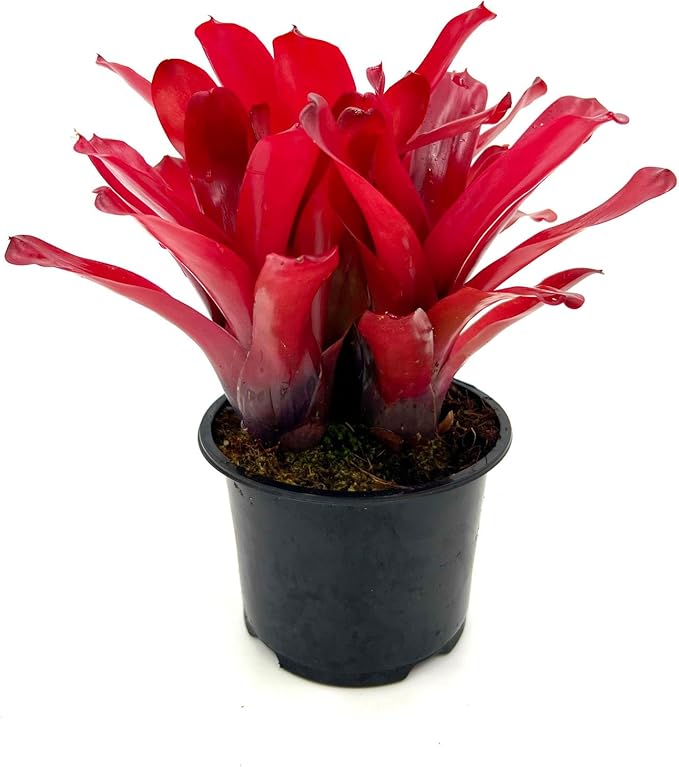 ragnaroc Live Plants - Bromeliad Neoregelia 'Super Fireball', 10-12" in 6" Pot - 1ct - Live Arrival Guaranteed - House Plants for Home Decor & Gift