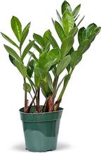 Live Zamioculcas Zamiifolia, ZZ Plant, Christmas Gift Houseplant, Birthday Good Luck Tree Gift, Plant Lover Gift, Indoor Potted Plant, Evergreen Plant Gift in 4" Pot