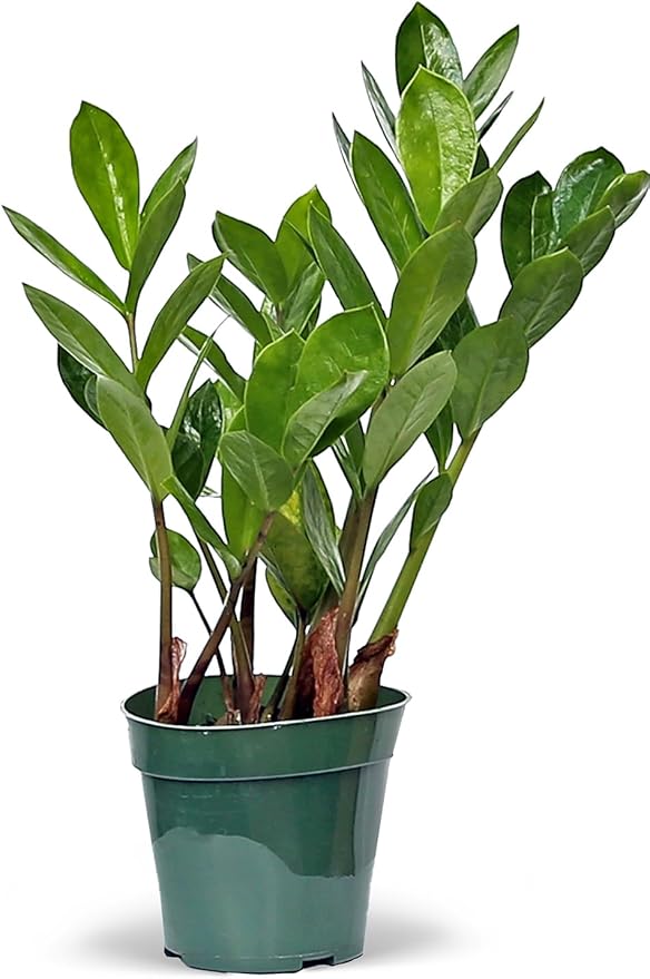 Live Zamioculcas Zamiifolia, ZZ Plant, Christmas Gift Houseplant, Birthday Good Luck Tree Gift, Plant Lover Gift, Indoor Potted Plant, Evergreen Plant Gift in 4" Pot