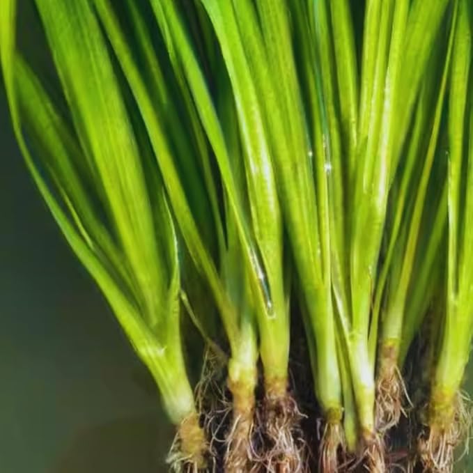 6 Jungle Vals Plants Live, Jungle Vallisneria Aquarium Plants Live, Aquarium Pond Aquatic Plant, from 4 to 5 Inc Tall
