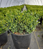RedCrocus Green Gem' Hybrid Boxwood- Evergreen Shrub for Hedges & Borders, Deer Resistant, Pet Safe, Container Friendly, Well-Drained Soil, Easy Care 1 Gallon