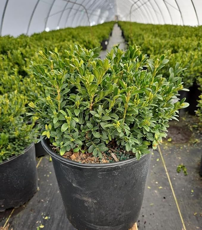 RedCrocus Green Gem' Hybrid Boxwood- Evergreen Shrub for Hedges & Borders, Deer Resistant, Pet Safe, Container Friendly, Well-Drained Soil, Easy Care 1 Gallon