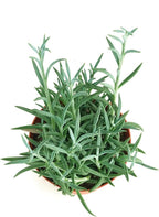 Shop Succulents String of Fishhooks Hanging Succulent, Senecio Radicans Glauca, Fully Rooted Live 4" Succulent Plant, Low Maintenance Indoor Plant, Hardy Succulents, Trailing Succulents, Gift & Garden
