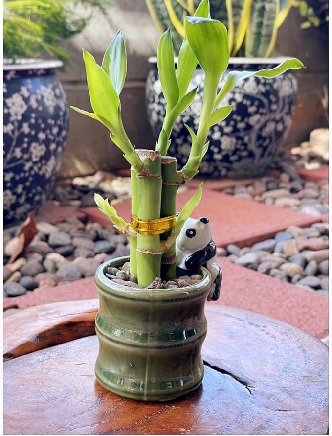 Coop & Harp Small Lucky Bamboo Live Indoor Plant with Ceramic Vase, Live Indoor Lucky Bamboo for Home, Office and Gift (Panda)