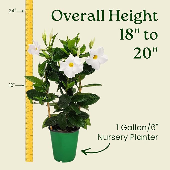 White Mandevilla Plant - Live Flowering Plant with Trellis - 18 inch Hoop, 18 inch to 20 inch Overall Height - 1 Gallon Planter - Tropical Plants of Florida (Plant Only)