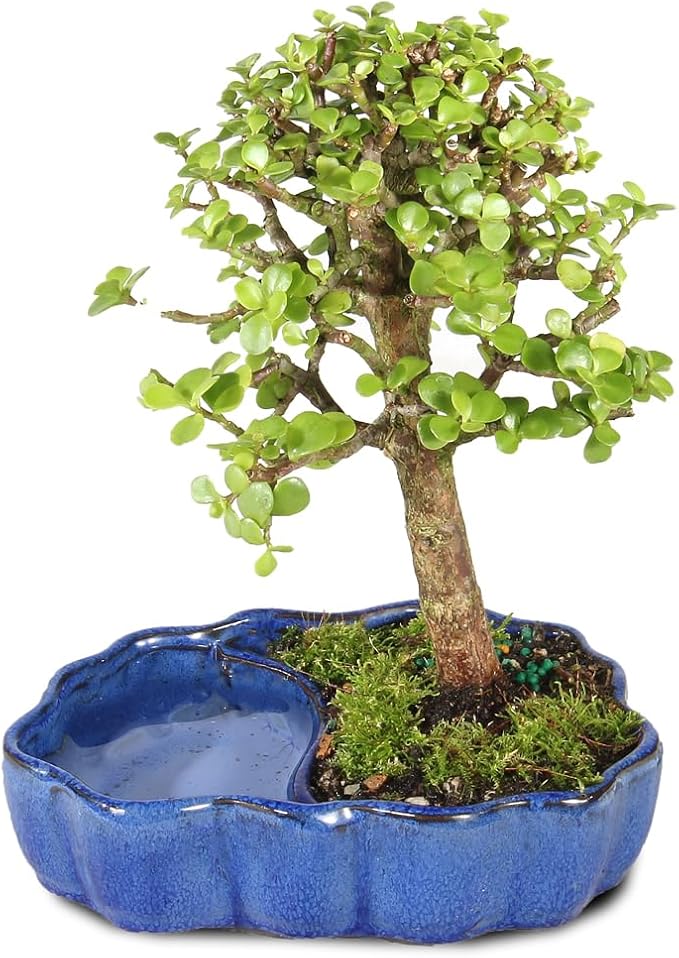 Brussel's Bonsai - Live Dwarf Jade Bonsai Tree in a Zen Ceramic Bonsai Pot, Indoor Succulent Houseplant, 3 Years Old, 5-8 Inches Tall, Easy Care Plant for Home or Office (Small, Green)