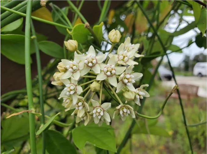 White Climbing Milkweed Live Plants - Pack of 2 - Evergreen Vines - Funastrum Clausum - Twinevine Milkweed