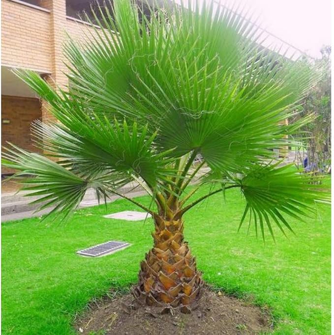 Seeds California Fan Palm Washingtonia Nicanora Rare Indoor Perennial Tree