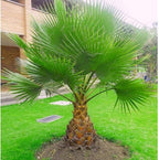 Seeds California Fan Palm Washingtonia Nicanora Rare Indoor Perennial Tree