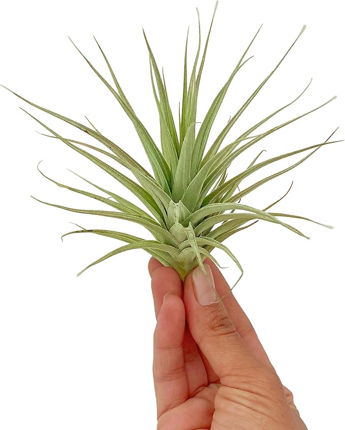 ragnaroc Air Plants - Flowering Tillandsia Lilla Lilac, Large 5" - 3ct - Live Arrival Guaranteed - House Plants for Home Decor & Gift