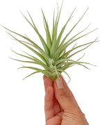 ragnaroc Air Plants - Flowering Tillandsia Lilla Lilac, Large 5" - 3ct - Live Arrival Guaranteed - House Plants for Home Decor & Gift