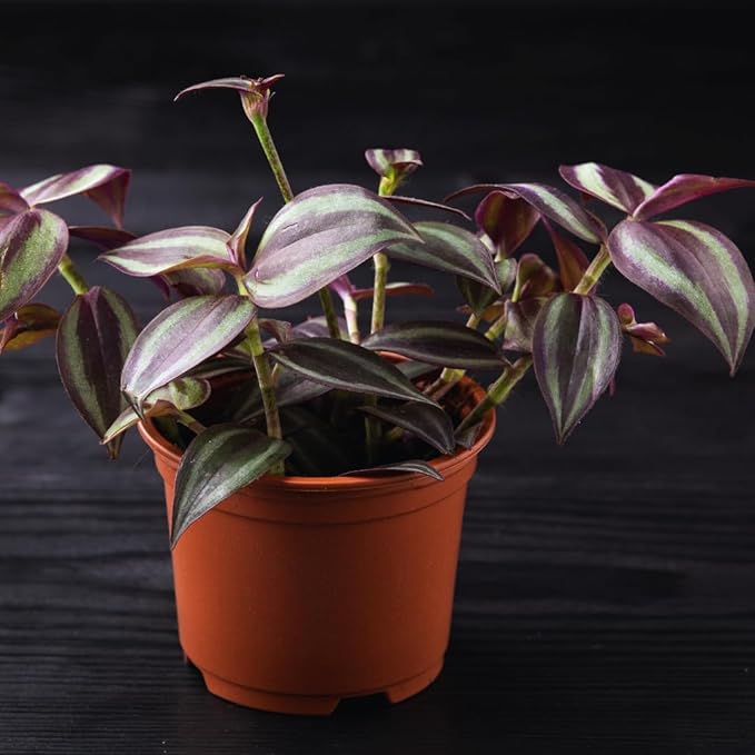 Purple Wandering Jew Plant Live for Planting Indoor, 4 Inc Pot, Tradescantia Zebrina Plant, Wandering Jew Live Plant