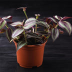Purple Wandering Jew Plant Live for Planting Indoor, 4 Inc Pot, Tradescantia Zebrina Plant, Wandering Jew Live Plant