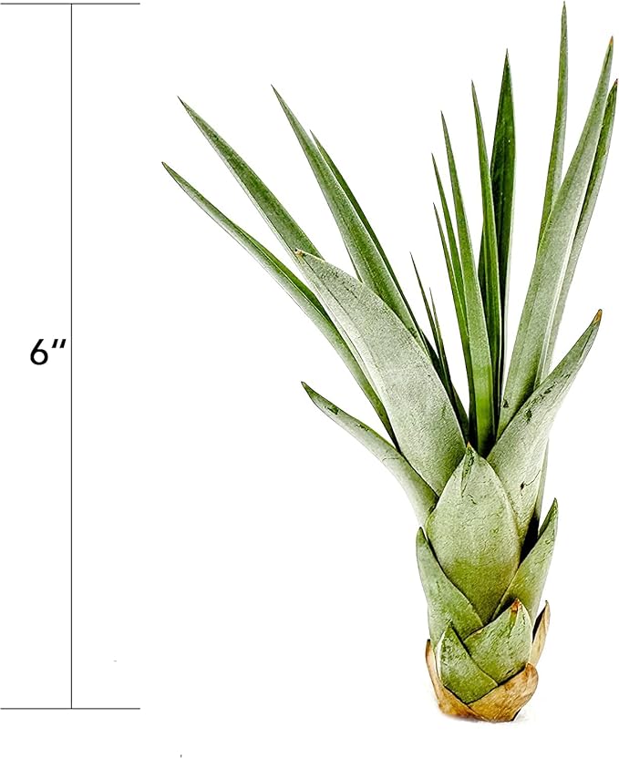ragnaroc Air Plants - Tillandsia Fasciculata Tricolor, Large 4-6" - 2ct - Live Arrival Guaranteed - House Plants for Home Decor & Gift