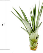 ragnaroc Air Plants - Tillandsia Fasciculata Tricolor, Large 4-6" - 5ct - Live Arrival Guaranteed - House Plants for Home Decor & Gift