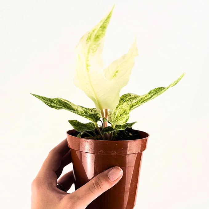 Anthurium Hookeri Variegated Live Plant – Rare Variegata Anthuriums Live Plants - Indoor Tropical Houseplant, Easy Care Gift for Home & Garden Decor (Heat Pack Included)
