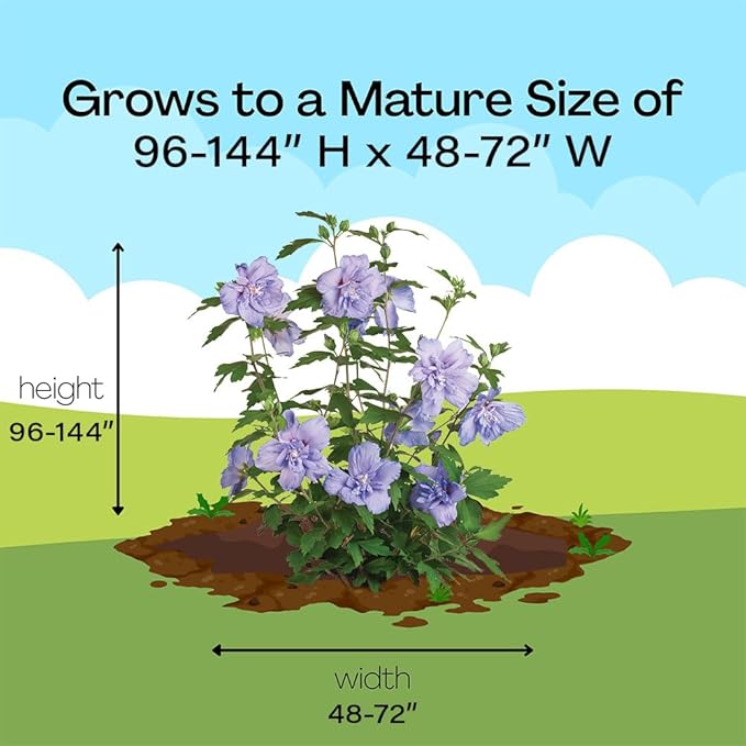 Proven Winners 2 Gal. Blue Chiffon Rose of Sharon (Hibiscus) Shrub