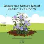 Proven Winners 2 Gal. Blue Chiffon Rose of Sharon (Hibiscus) Shrub